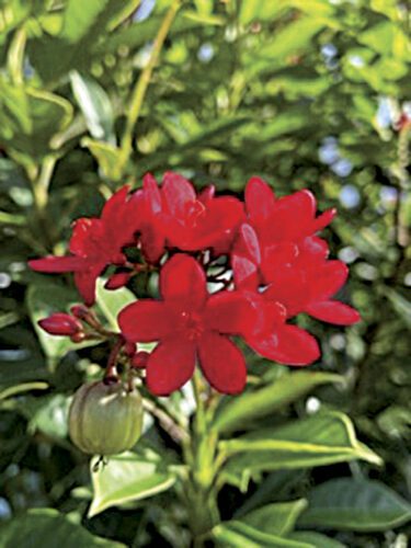 Jatropha integerrima compacta tree - a jewel